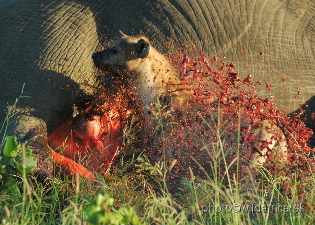 puku rsa 068.jpg - Spotted Hyena (Crocuta crocuta) with Big Tusker Alexander's carcass, close to Mopani, few metres from the road, February 2009